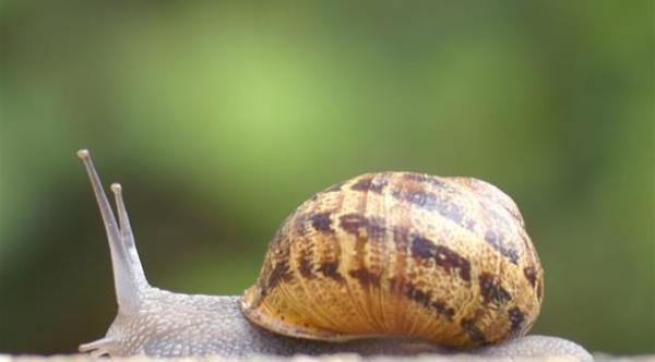 أهم 10 كائنات حية اكتشفت عام 2014