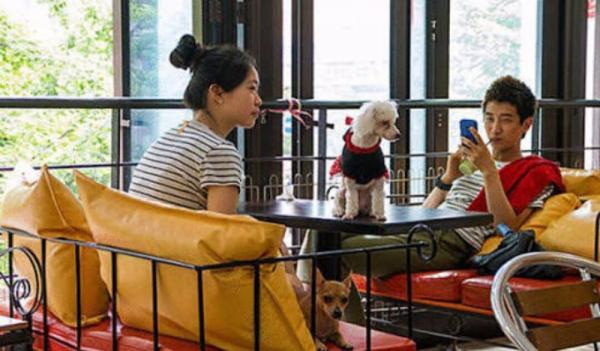 10 ملايين في كوريا الجنوبية يعيشون مع كلاب