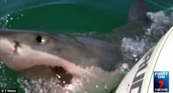 بالفيديو والصور.. قرش يهاجم قارب صيد