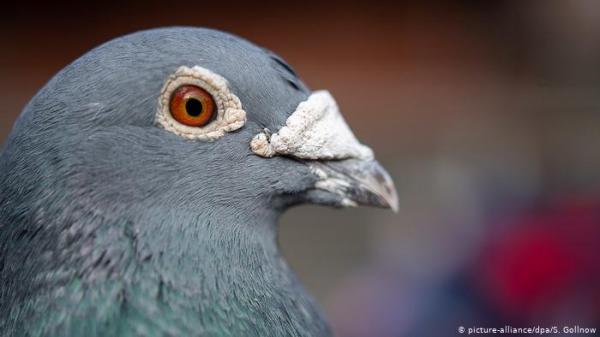 بيع حمامة بمليون و252 الف يورو في مزاد ببلجيكا، فمن اشتراها؟