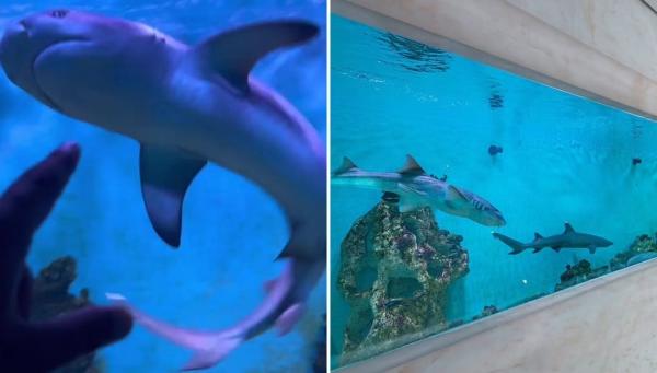 انتقادات شديدة لأسترالي يعمل على تربية أسماك القرش فى حوض للأسماك بمنزله