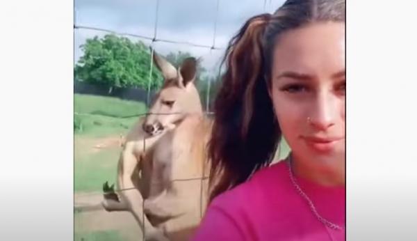 حيوان كنغر يحاول اغراء فتاة بعضلاته الضخمة(فيديو)