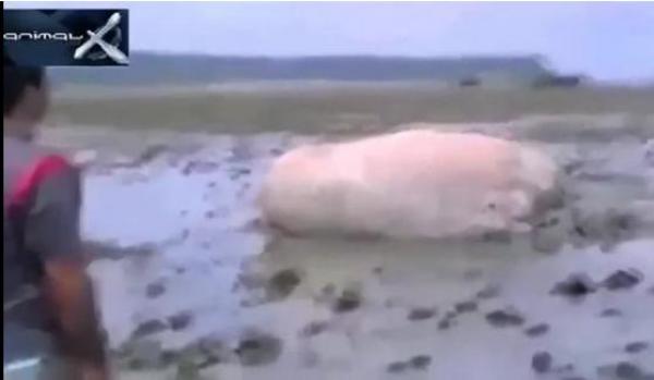 بالفيديو: مخلوق مجهول الهوية يظهر على السواحل اليابانية