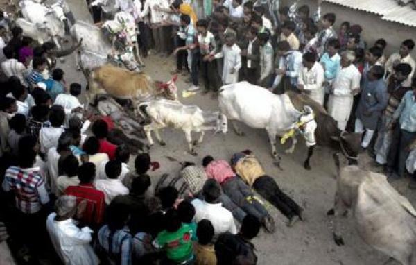 هنود تدهسهم الأبقار لـ"جلب الحظ"