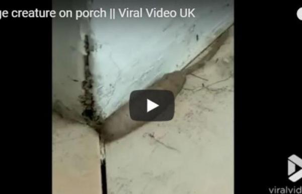 ظهور مخلوق غريب يزحف في شرفة سيدة (فيديو)