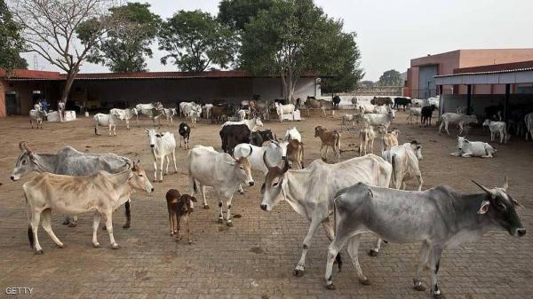 الهند.. "الحيوان المقدس" يثير غضب المزارعين