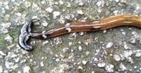 بالفيديو.. مخلوق بحري غريب على شكل مطرقة »