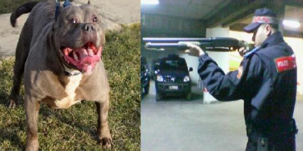 طنجة..إطلاق النار على كلب من فصيلة خطيرة حاول منع الشرطة من اعتقال صاحبه