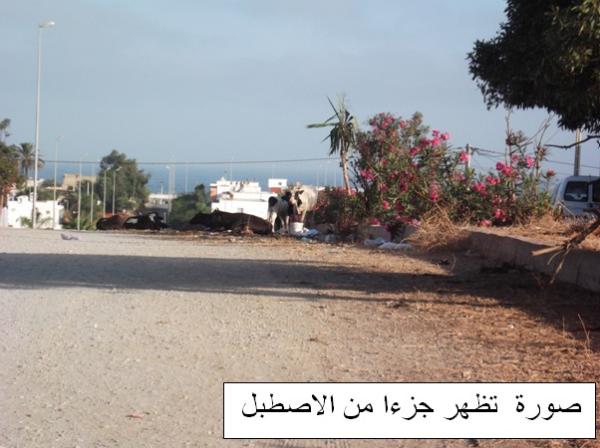 الهرهورة:  اصطبل للحيوانات وسط الطريق  يسبب مشاكل بيئية وعرقلة السير