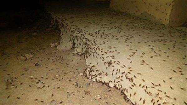 بعد كورونا.. صينيون يعانون من غزو الصراصير