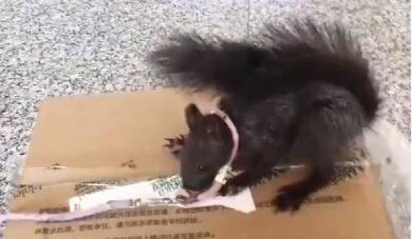 الشرطة الصينية تدرب السناجب بدل الكلاب للكشف عن المخدرات(فيديو)