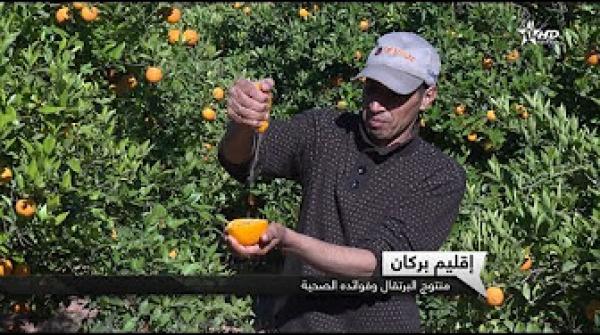 بركان ..عاصمة البرتقال