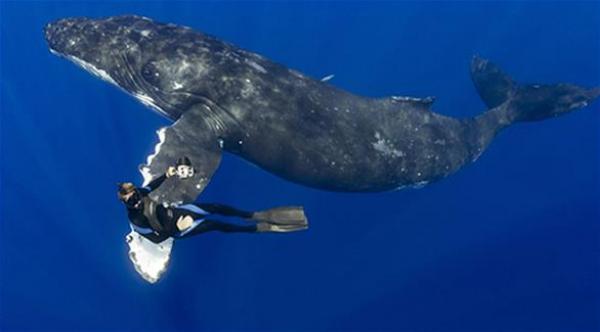 بالصور: أنثى حوت "تغرم" بغواص..وتصافحه بزعانفها