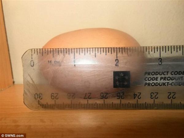 بالصور: سيدة تعثر على بيضة بداخلها أربع صفارات