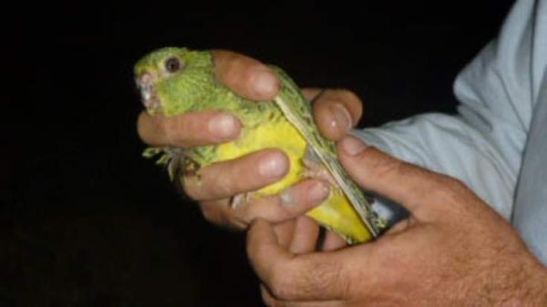 العثور على ببغاء منقرض منذ 100 سنة