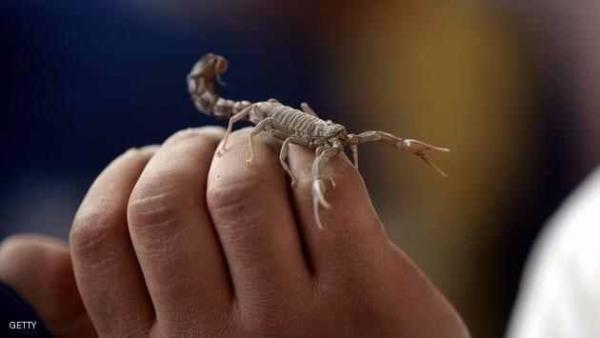 تدخين "العقارب".. أسوأ أنواع الإدمان