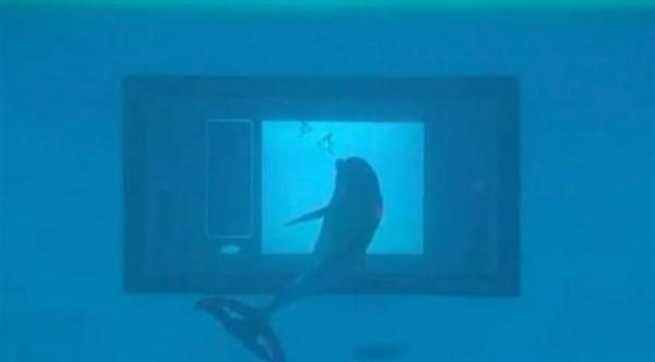 بالفيديو: دلافين تتفاعل مع شاشة تعمل باللمس تحت الماء
