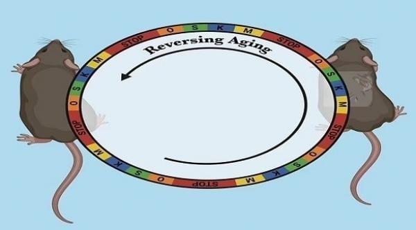 علماء يعكسون عملية الشيخوخة لدى الفئران باستخدام تقنية التجديد الخلوي