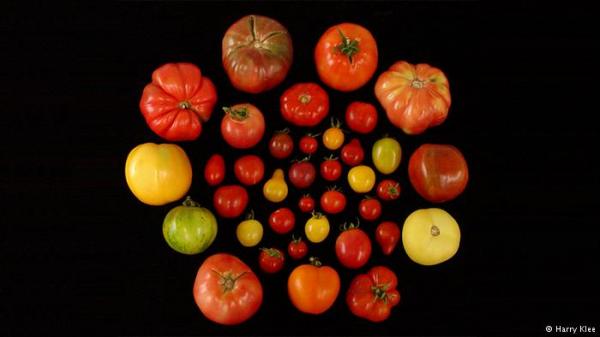 ما سر نكهة الطماطم اللذيذة؟