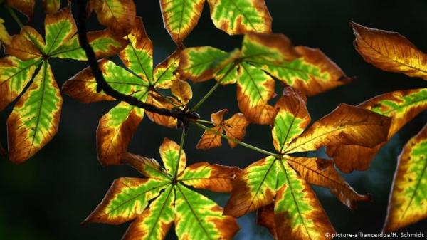 هل تؤثر أوراق الشجر المتساقطة في الخريف على سرعة دوران الأرض؟