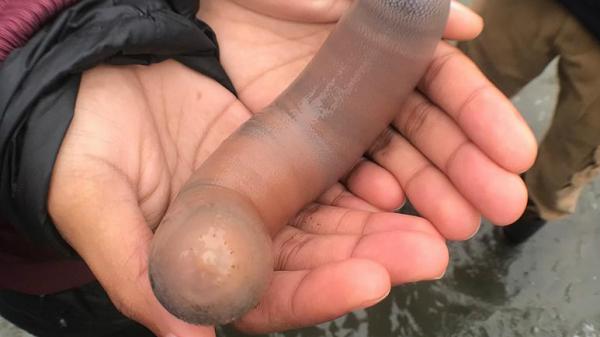 الآلاف من "أسماك القضيب" تجتاح شواطئ شمال كاليفورنيا! (فيديو)