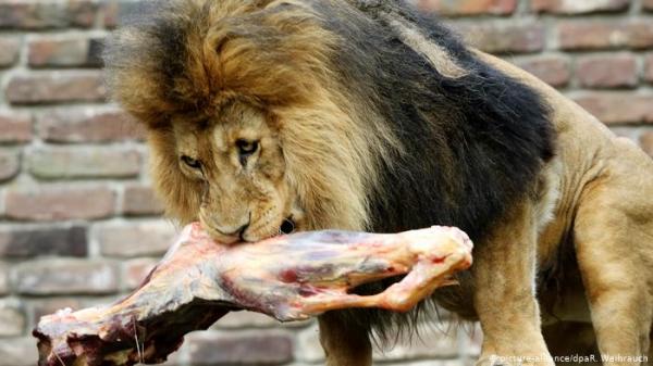 بسبب كورونا.. حديقة حيوانات تنوي إطعام بعض الحيوانات بحيوانات أخرى لضمان عيشها