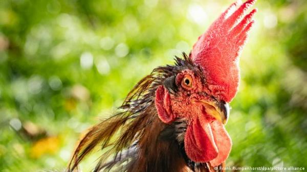 ألمانيا.. حكم قضائي بوضع ديك في إسطبل عازل للصوت ليلا!