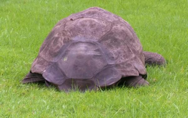 بالفيديو: سلحفاة تبلغ 184 عاماً تستحم للمرة الأولى