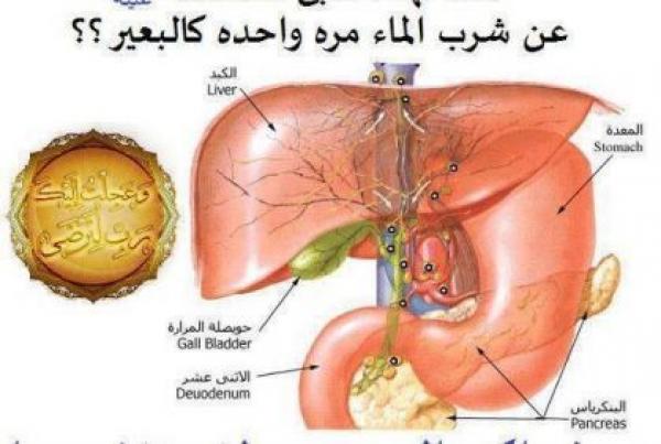 حتى لا تصاب بالتليف الكبدى اتبع سنه نبيك