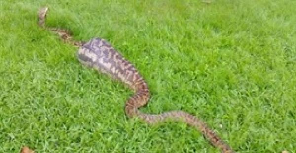 بالفيديو.. أفعى ضخمة تبتلع «كنغر» بالقرب من منزل