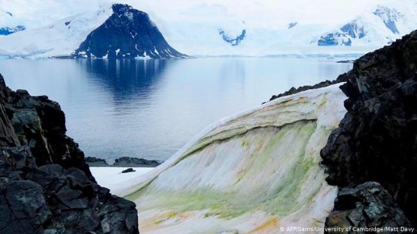 دراسة صادمة: بلاستيك في السلسلة الغذائية في القارة القطبية الجنوبية