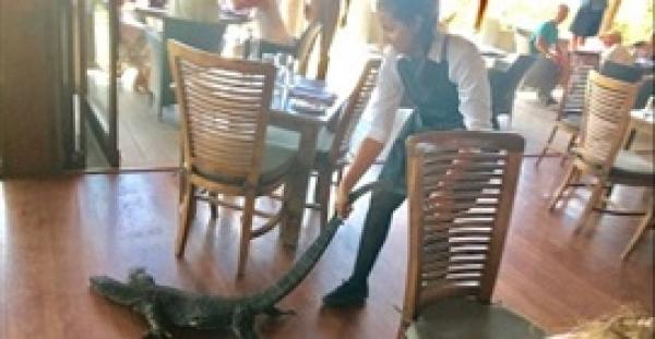 بالفيديو والصور.. فتاة تسيطر على سحلية عملاقة بمطعم