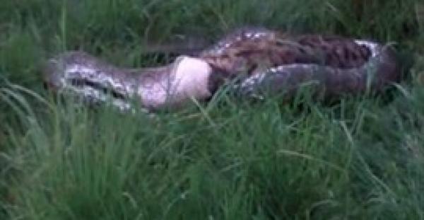 بالفيديو.. لقطات نادرة لثعبان يلتهم ضبعا كاملا أمام السياح