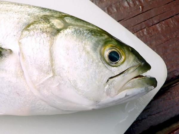 مراكش .. شاذ جنسيا يستخدم رؤوس الأسماك لتلبية نزواته الجنسية و هذا ما وقع له !