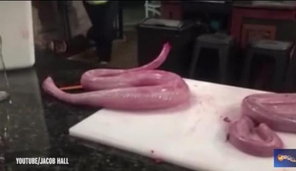 بالفيديو: أفعى ميتة تماماً تهاجم طباخاً أثناء طهيها