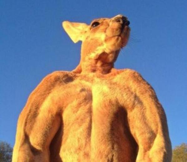 بالصور.. عضلات "كنغر" مفتولة تقوده لشهرة واسعة !