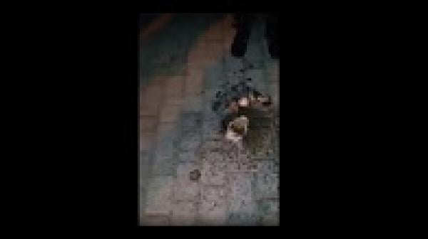 العثور على سحر وسط تعريجة يوم عاشوراء