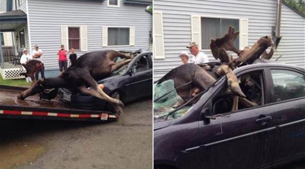بالصور: شاهد ماذا حصل لسيارة إصطدمت بحيوان الموظ