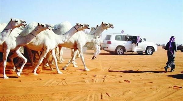 ينحر ناقة قيمتها 2 مليون ريال ويوزع لحمها على الأصدقاء