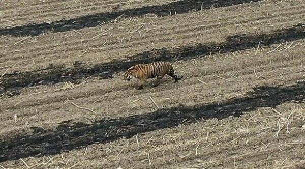 نمر سيبيري يثير الرعب في قرية صينية ويهاجم الفلاحين