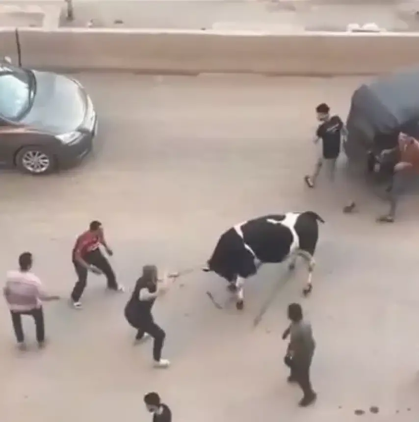 بالفيديو...فوضى ومطاردة بعد هروب ثور في مصر