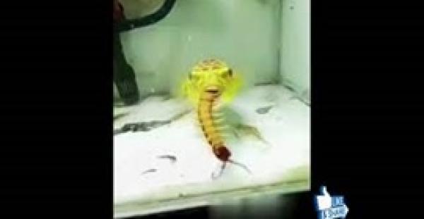 سمكة غريبة تثير دهشة رواد الانترنت تتغذى على العقارب والثعابين  (فيديو)