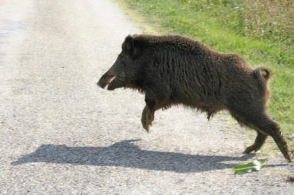 سوء الحظ...خنزير هائج يرسل شخصين للمستشفى في حالة حرجة بسيدي إفني