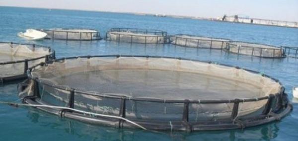 إطلاق أضخم مشروع لتربية الأحياء البحرية بجهة سوس وهذه حيثياته