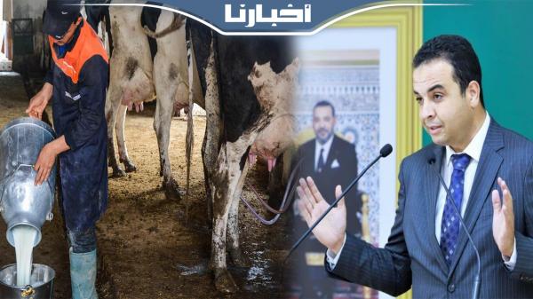 هذا ماقاله بايتاس عن قرار منع ذبح الأبقار الحلوب بسبب نقص مادة الحليب