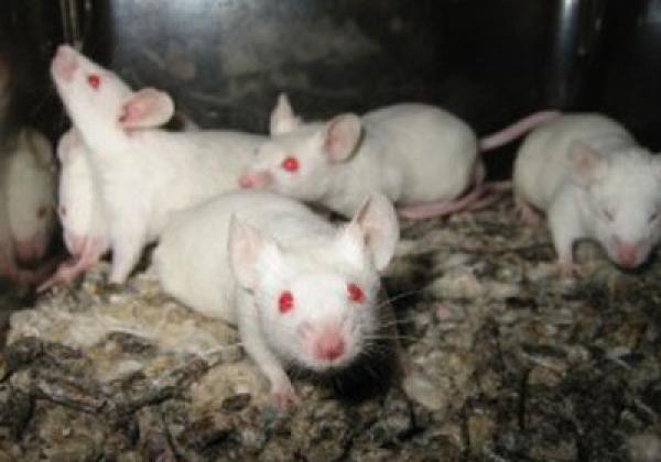 العزلة الاجتماعية تقلل إفراز بروتين «الميلين»