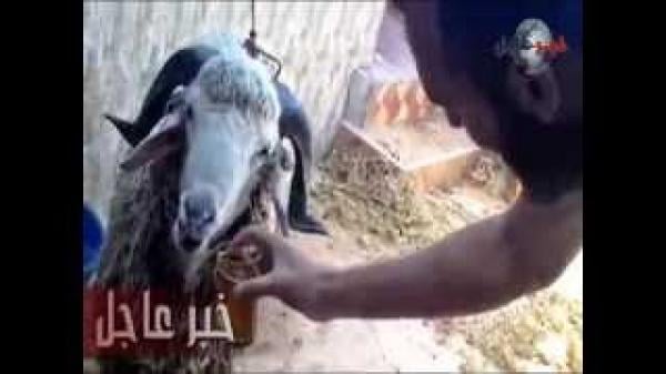 الحولي المغربي و الدكة ديال أتاي