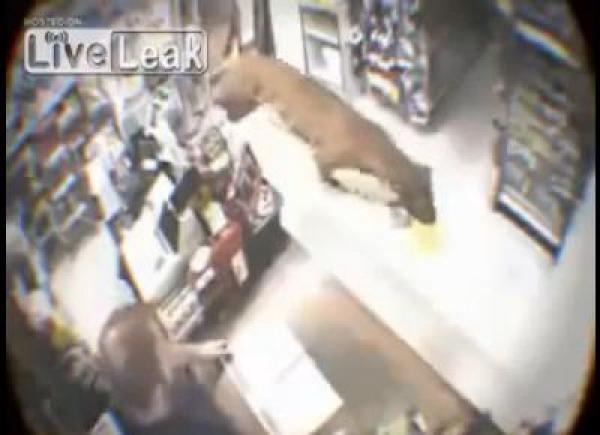 بالفيديو: نمر يدخل متجراً ويثير الذعر!