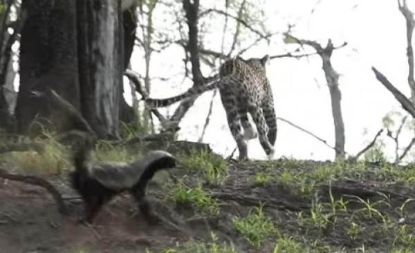 بالفيديو... نتيجة غير متوقعة لمعركة بين فهد وغرير العسل