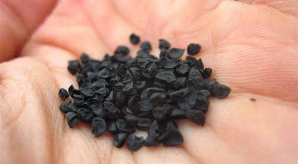 حبة البركة لعلاج أعراض الربو دون آثار جانبية